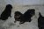 Puppies J